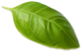 leaf5.png